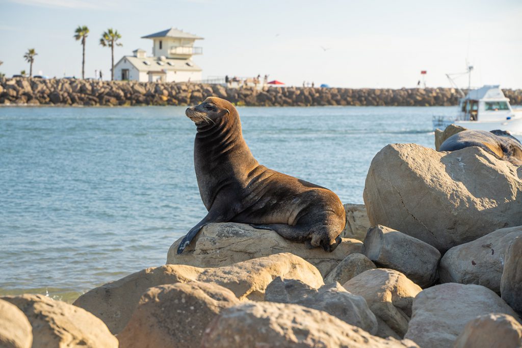 Seal in Oxnard